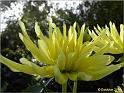 Parc floral 027